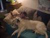 Nice pillow!