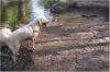 Kochanie as a pup