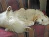 Kochanie enjoying a nap