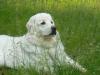 Kochanie enjoying the sun in the grass