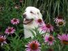 Kochanie as a pup