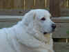 Bella relaxing