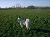 Emeer in Afalfa Field