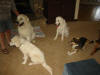 Hana and Friends