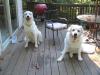 Jack and Buddy, Buddy is on the left
