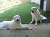 Jack and Buddy, Buddy is on the left 