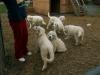 Beata Hudita litter of pups