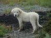 Mud Puppy