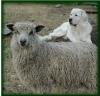 Rapper with a Ewe